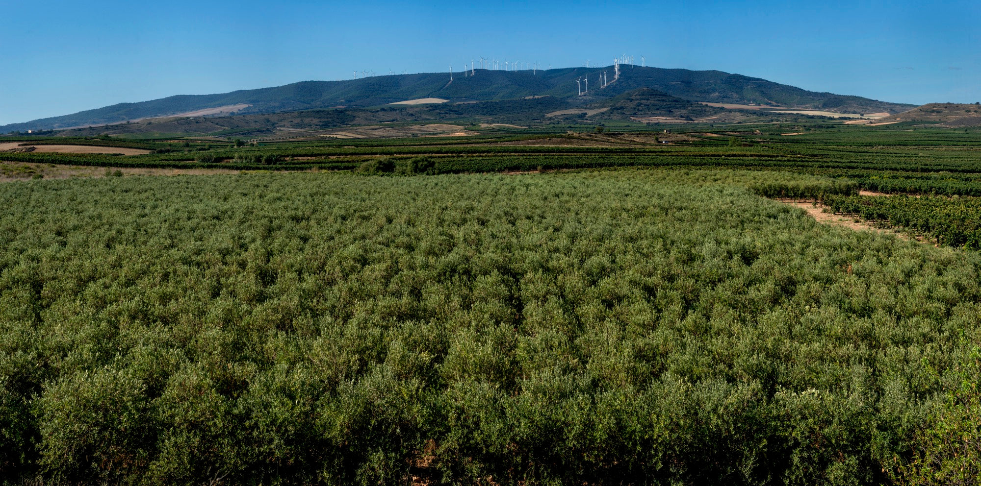 RESPETANDO EL MEDIOAMBIENTE