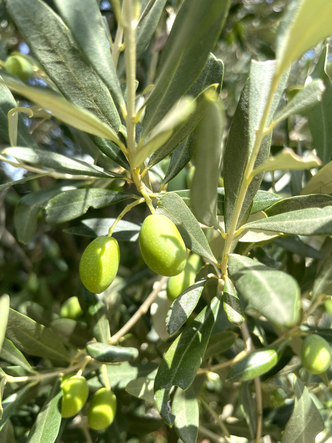 EVOLUCIÓN EN LOS OLIVARES DE ALMAZARA RIOJANA