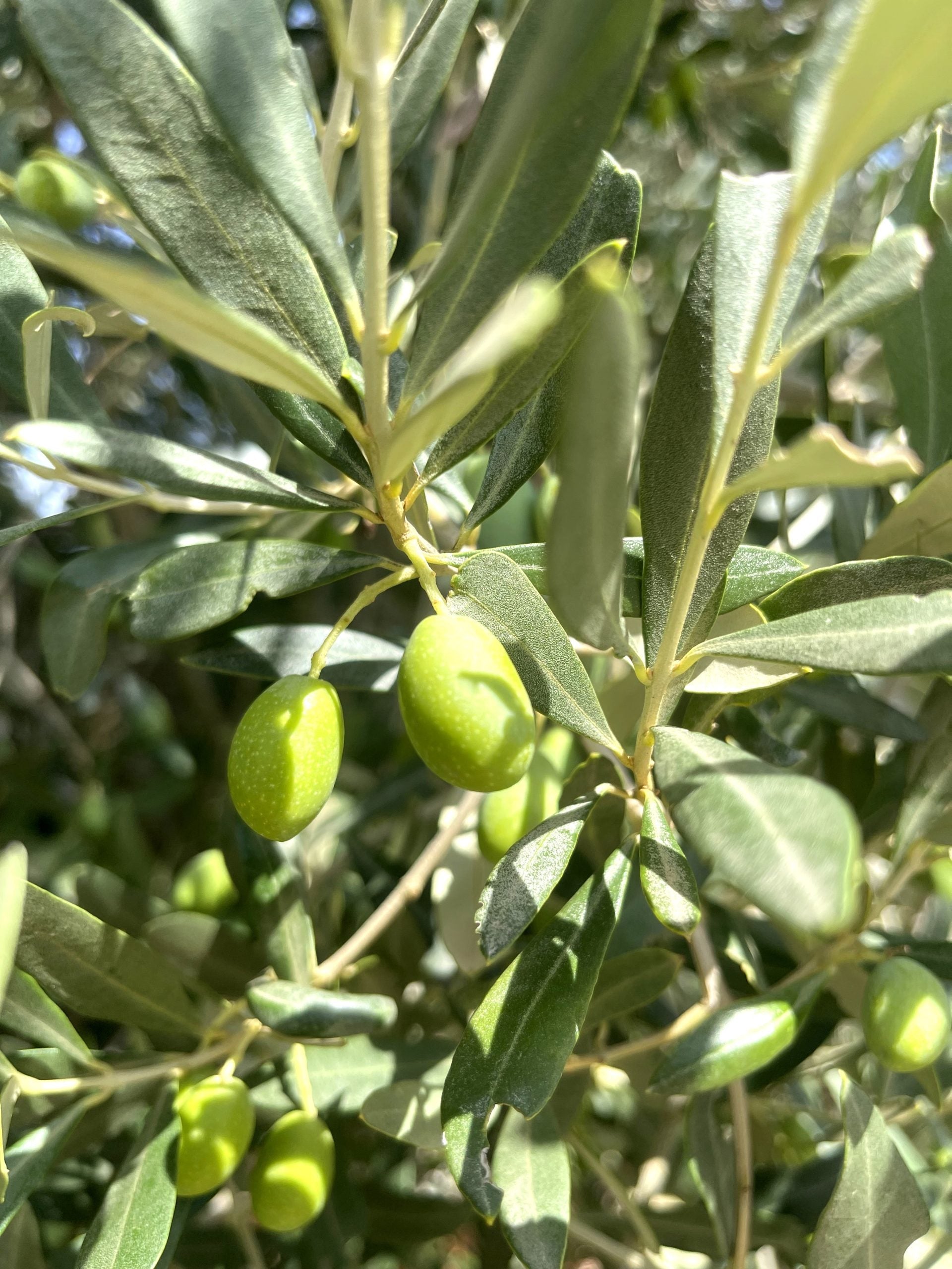 EVOLUCIÓN EN LOS OLIVARES DE ALMAZARA RIOJANA