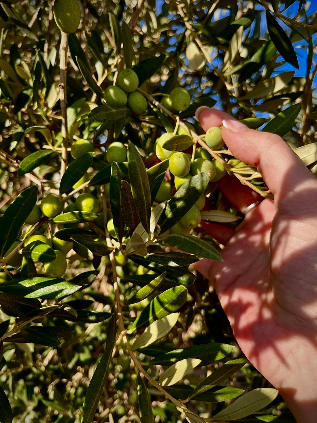 COMIENZA LA COSECHA 24-25 EN ALMAZARA RIOJANA