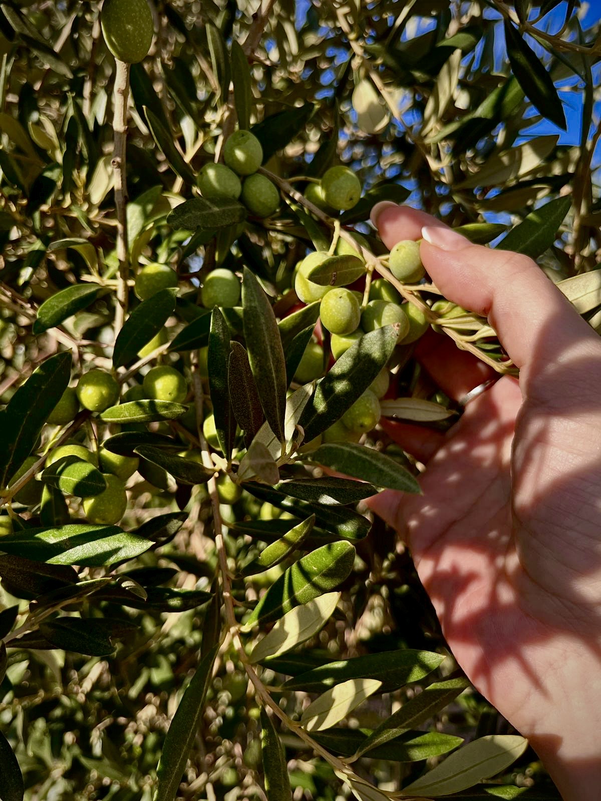COMIENZA LA COSECHA 24-25 EN ALMAZARA RIOJANA