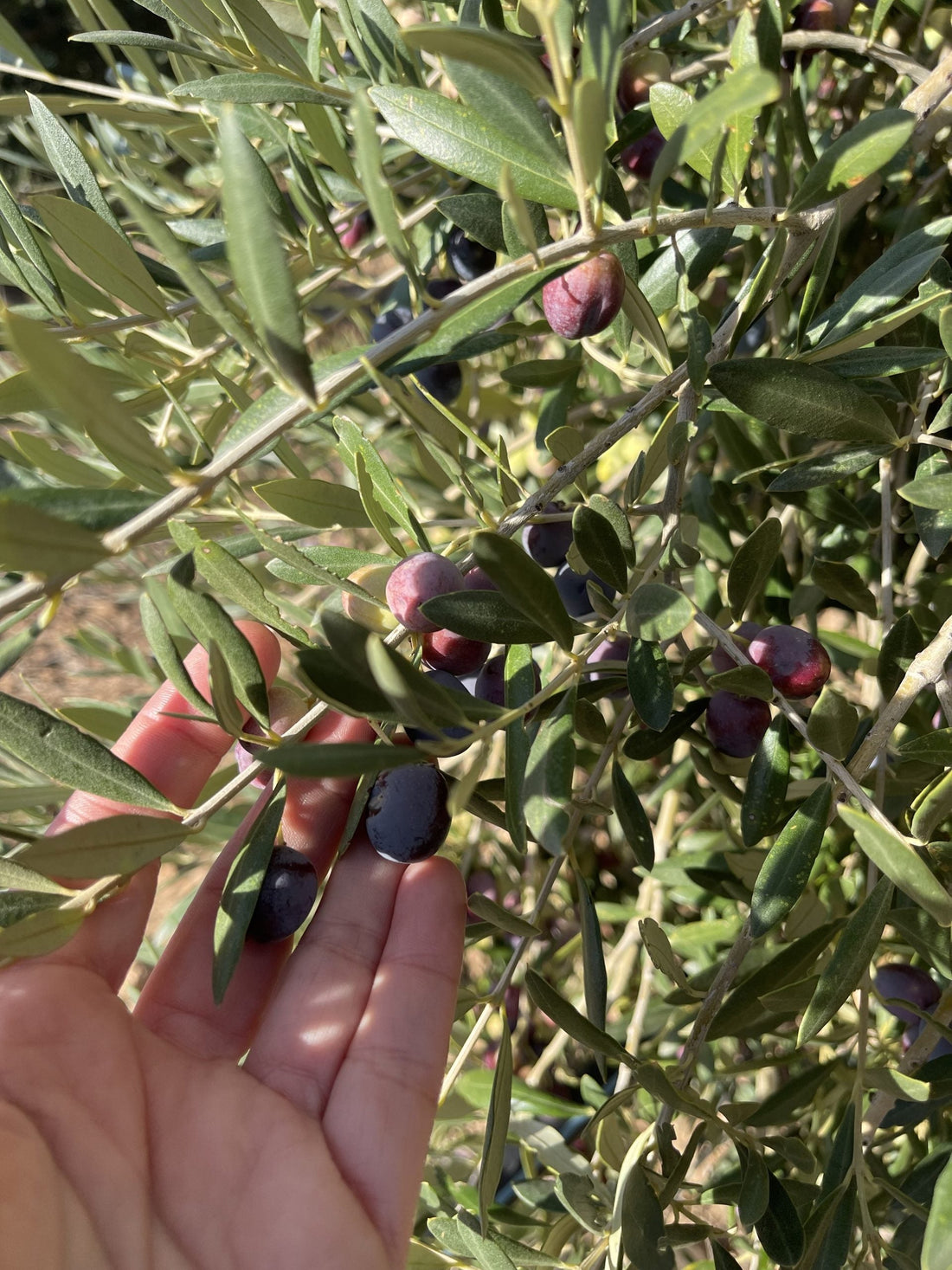 DIA MUNDIAL DEL OLIVO