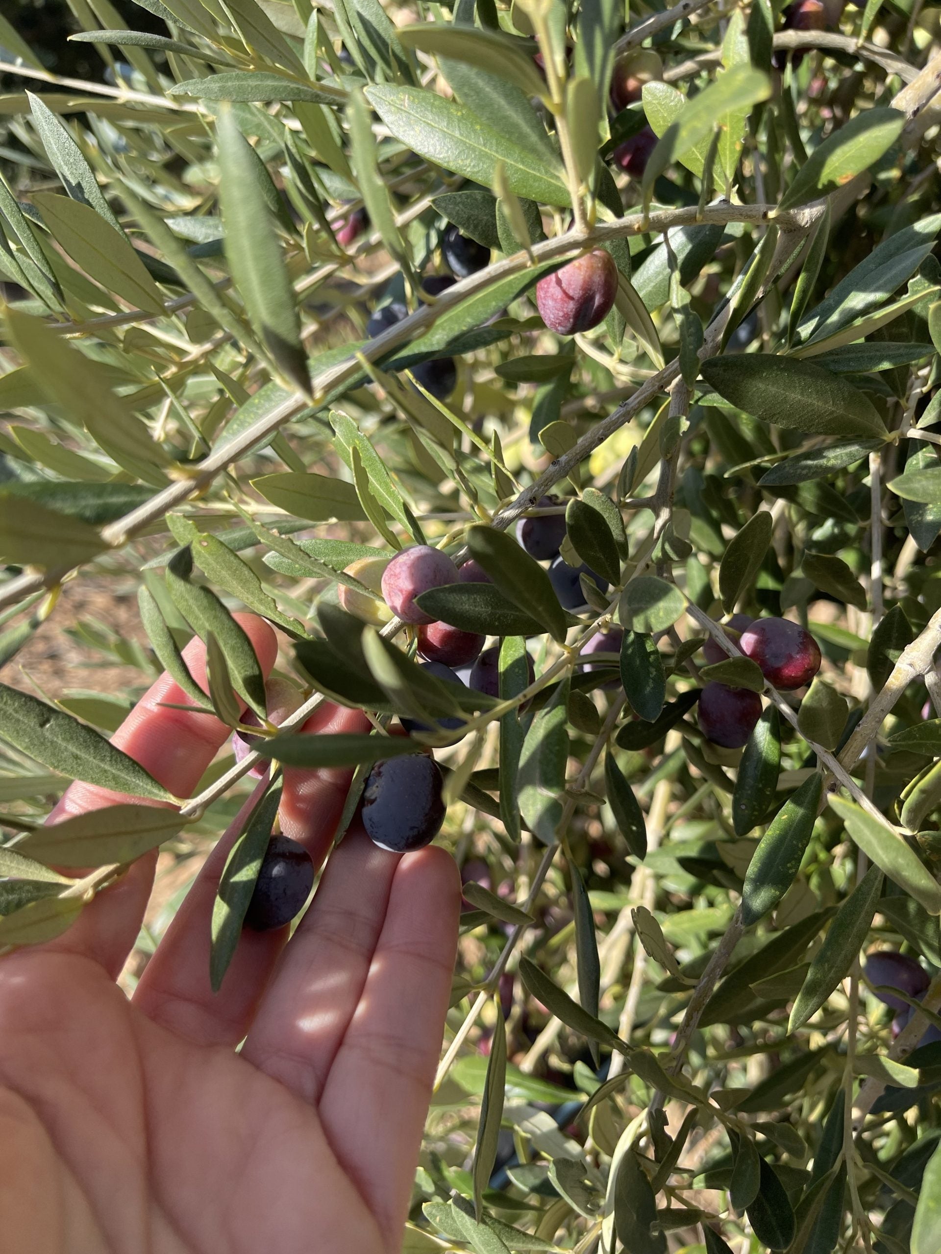 DIA MUNDIAL DEL OLIVO