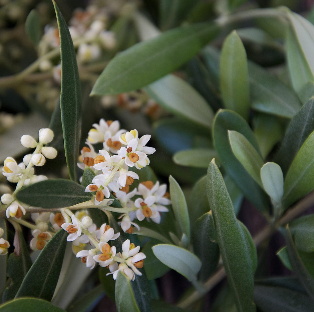 FENOLOGIA DEL OLIVO: FLORACIÓN