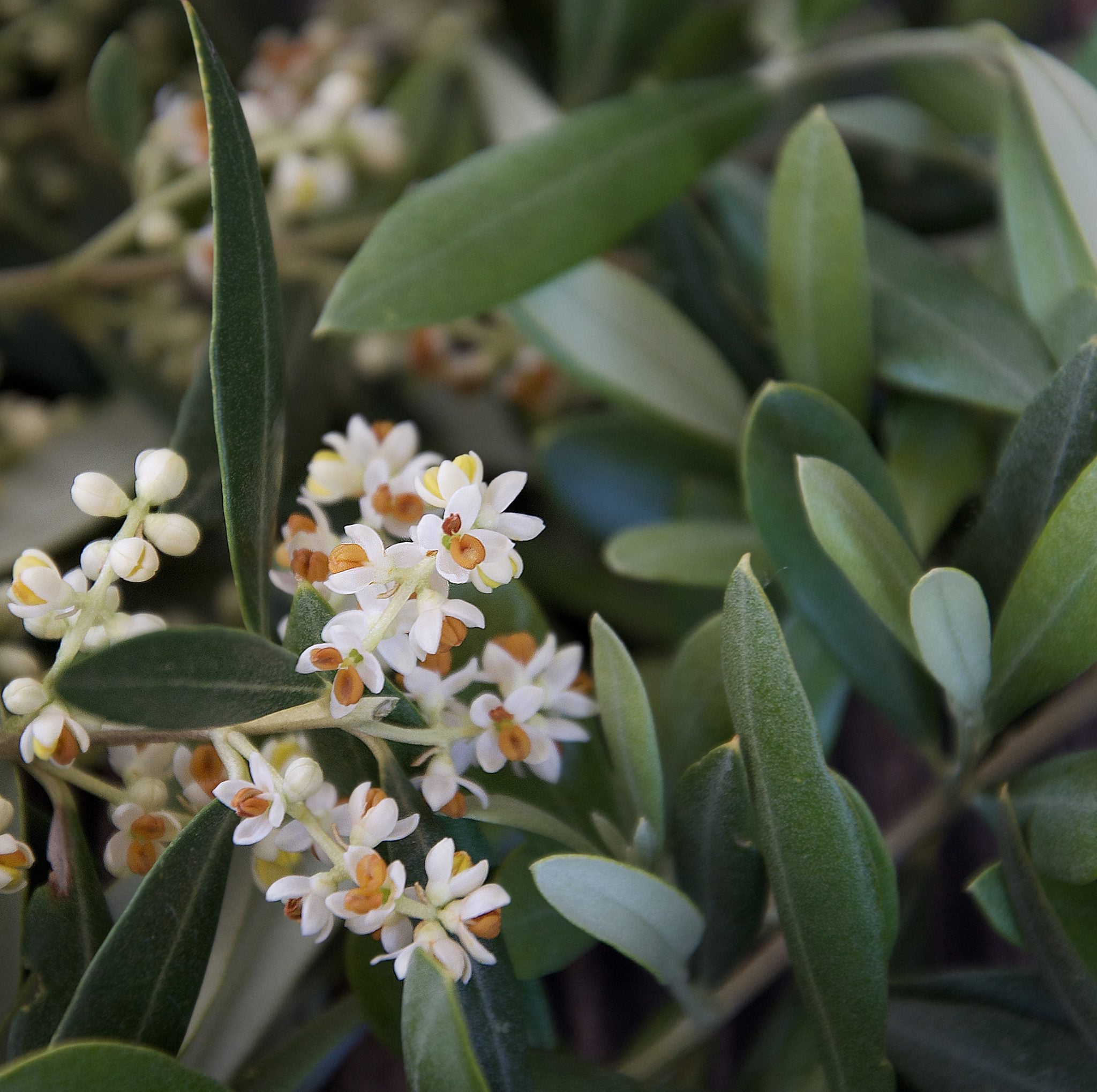 FENOLOGIA DEL OLIVO: FLORACIÓN