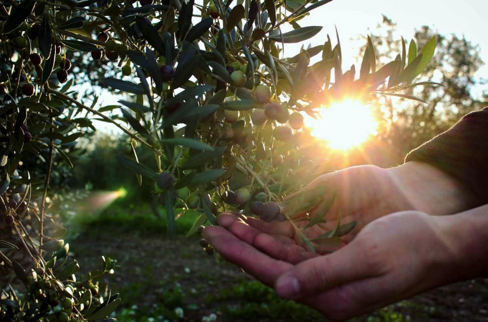 COMIENZA LA RECOLECCIÓN DE LA VARIEDAD ARBEQUINA