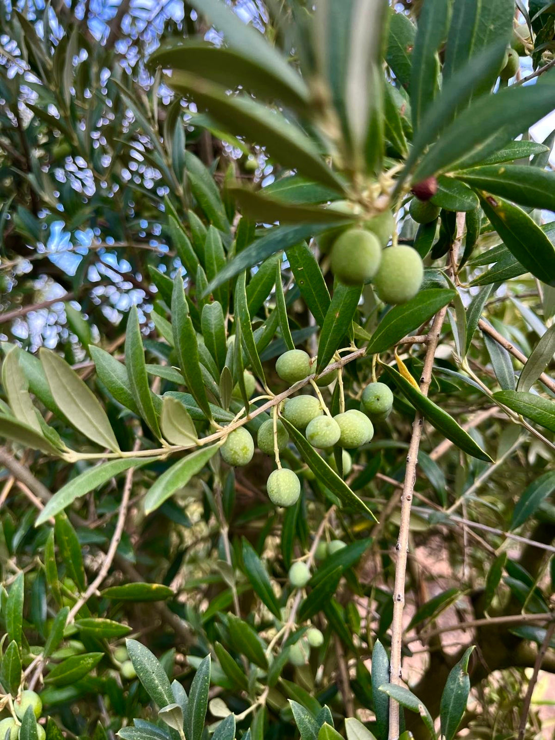 NUESTROS OLIVOS ENCARAN LA RECTA FINAL HACIA LA COSECHA