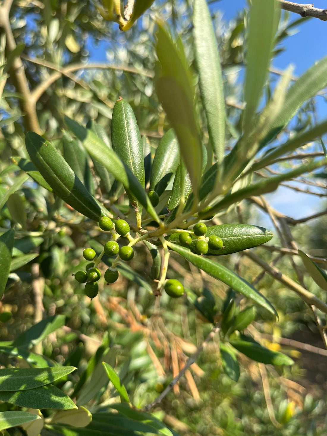 FENOLOGÍA DEL OLIVO: CUAJADO DEL FRUTO