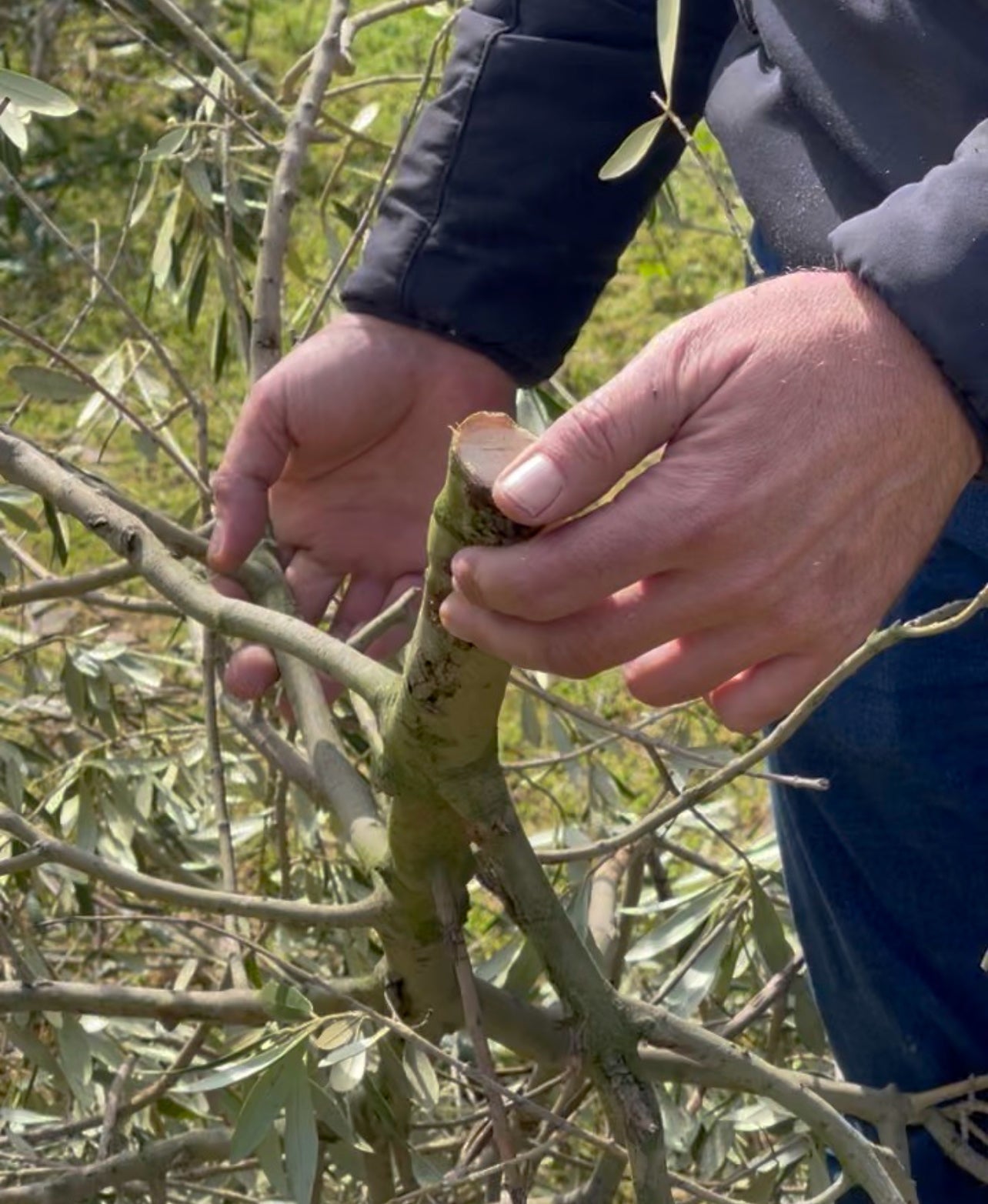 ESTAMOS EN TIEMPO DE PODA