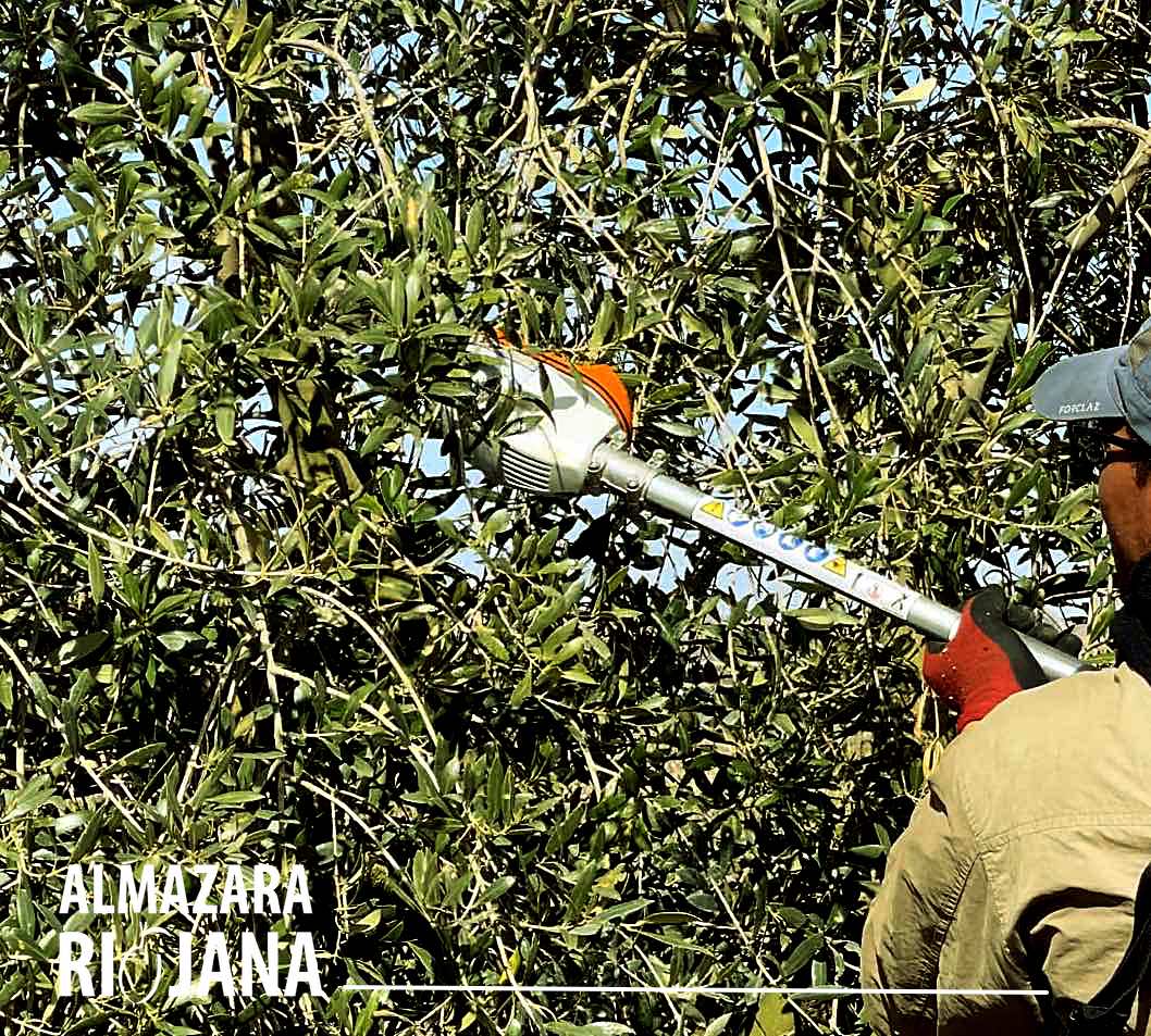 LA PODA DE NUESTROS OLIVOS
