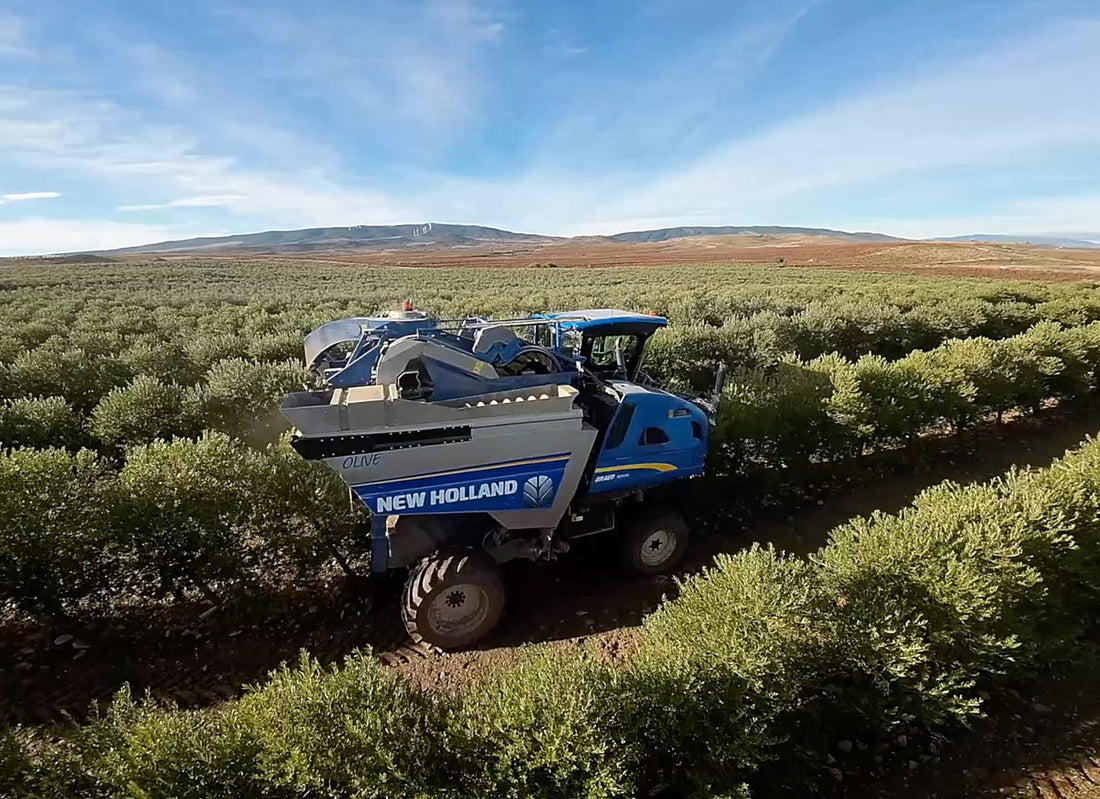 ALMAZARA RIOJANA CAMPAÑA 2023-2024